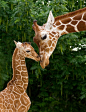 Aww, giraffes :)