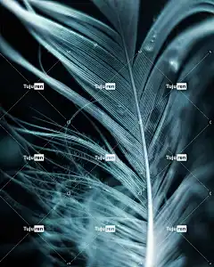 羽毛 鸟羽 深色背景 自然 天鹅羽毛 特写 黑色壁纸 黑色的