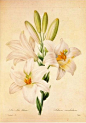 现代简约植物花卉画芯美式小清新装饰画定制无框画油画布打印画芯-淘宝网