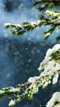 冬雪