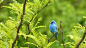 小蓝鸟一路顺风 : 候鸟为什么要迁徙？它们又是如何飞越半个地球的？今天，为了纪念世界候鸟日，我们向大家介绍靛蓝彩鹀，一种