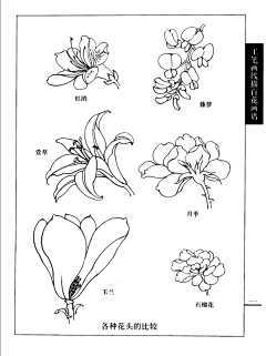 VivianCheng采集到线描