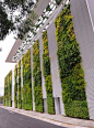 The living wall at the Singapore Institute of Technology & Education - images courtesy of Victor Tan, Elmich.
