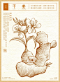 只有不断的前进，努力才有收获｜速写生姜