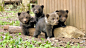 Russian family has saved hundreds of orphaned bear cubs : Based in Bubonitsy, Russia, this groundbreaking project has become a world leader in bear rehabilitation.