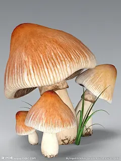 蘑菇