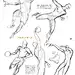 961 羽山淳一 人体动态力量动作速写草图 手绘漫画线稿 练习素材-淘宝网