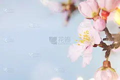 春天的背景。母亲节贺卡，3月8日，生日，教师节，复活节