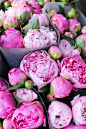 Amazing pink peonies