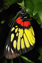 Redbase Jezebel (Delias pasithoe, Pieridae)