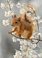 Squirrel photography project by Geert Weggen is all too adorable for words