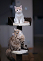 小奶猫,Daisy,Hannah,白猫 #萌#