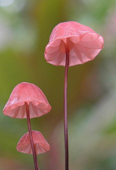 美丽人生2019采集到植物王国（菌）