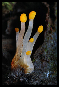 布爪子采集到小蘑菇