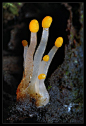 珊瑚#蘑菇#