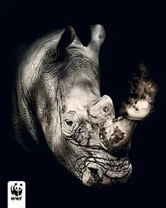 请停止虐待动物！16张动物保护公益海报