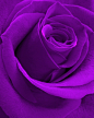 〜〜紫玫瑰〜〜