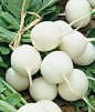 White Globe Hailstone radish: 