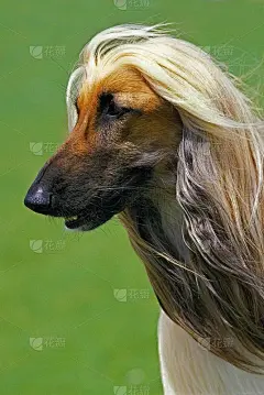 阿富汗猎犬，成人肖像