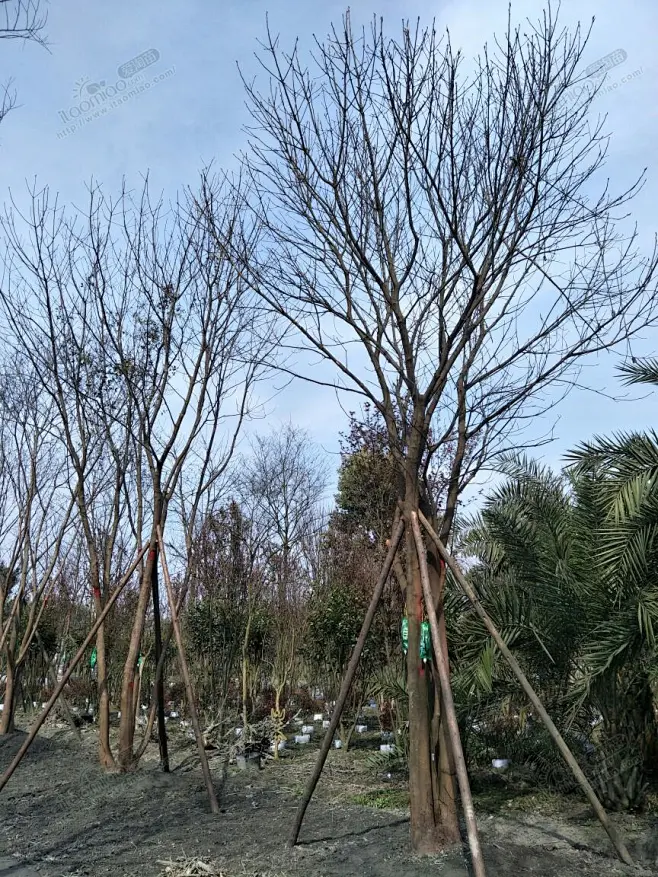 黄连木(丛生)-花瓣网