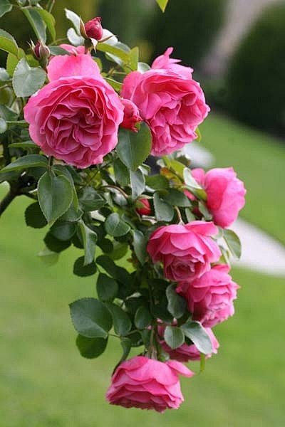 玫瑰“莱昂纳多·达·芬奇”