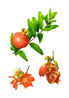 Botanical绿色植物果子插画-意大利佛罗伦萨Irene Laschi插画师作品封面大图