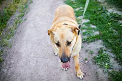 一条黄狗，带着狗狗的舌头，在绿草地上走着