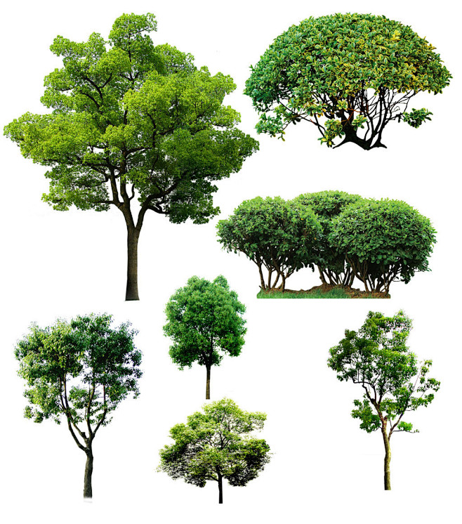 各种大树合集