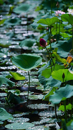 ~Lily~Lily~采集到花草树