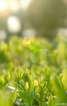 唯美二十四节气立春高清背景