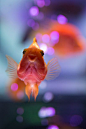Japanese goldfish, Kingyo 金魚: 