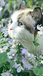 【  迷花沾草 …  】