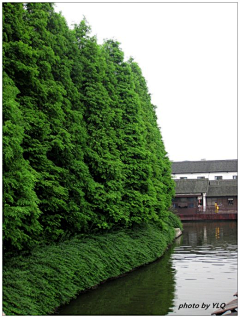 默拒寒冰采集到植物-空间-情景植物