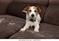 Furry Jack Russell Dog Shedding Hair库存照片1364230943 | Shutterstock : 在 Shutterstock 收藏中查找 Furry Jack Russell Dog Shedding Hair 张高清库存图片和其余几百万张免版税库存照片、插图和矢量图。 每天添加几千张全新的高品质图片。
