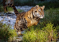 Animal, Baby Animal, Big Cat, Predator (animal), Tiger, Wildlife wallpaper preview