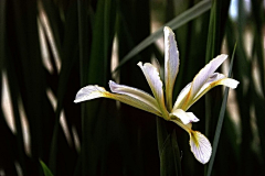 烟雨兰花采集到兰花