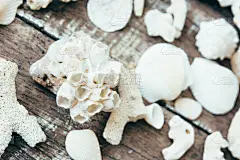 贝壳,背景,夏天,木制,乡村风格,壁纸,平视角,暗色,多样,热带气候