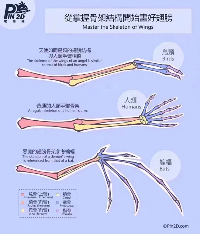 会画人体，可是却不會画翅膀？！
这里步骤...