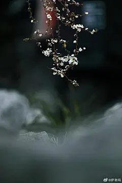 早上8点和单位的摄像小哥去玄武湖踩点，这是角落里的一支小花花～ ​​​​
