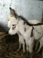 ctsuddeth.com: Donkeys: