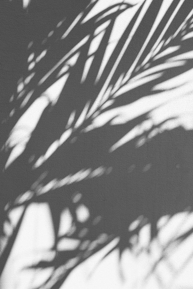 silhouette of palm t...