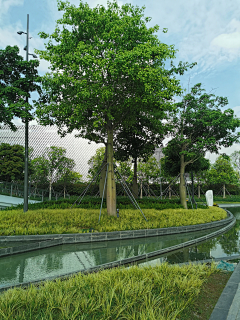 yunaaaa采集到公园植物景观
