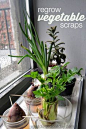 More Plant Science: Regrowing Vegetables from Scraps