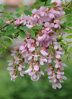 品菜頭采集到花草及樹木類