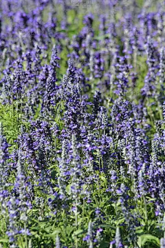 薰衣草花angustifolia