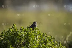 白冠麻雀