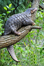 Top 10 Most Interesting Facts About Africa's Wildlife - Top Inspired #aboutdinosaurs A Pangolin.