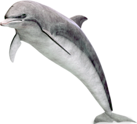 PNG动物素材海豚png动物素材PNG素...