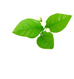 请叫我仙女霸霸采集到植物