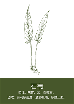 嘿YOYOy采集到药材 花